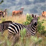 חברת African Safaris יצאה בבשורה מהפכנית בשוק הטיולים