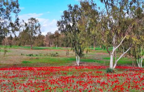 חודש שמירת הטבע 2025: עם פרחי הבר יש צבע למחר