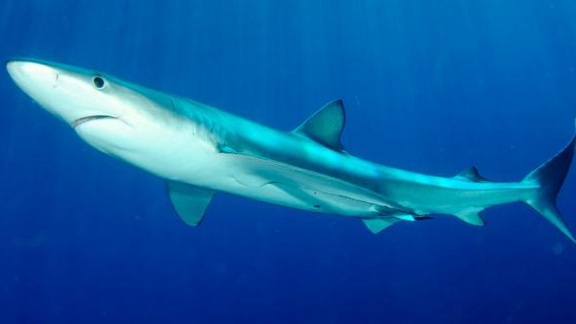 חוויות מתוך צלילה עם כרישים כחולים