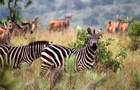 חברת African Safaris יצאה בבשורה מהפכנית בשוק הטיולים