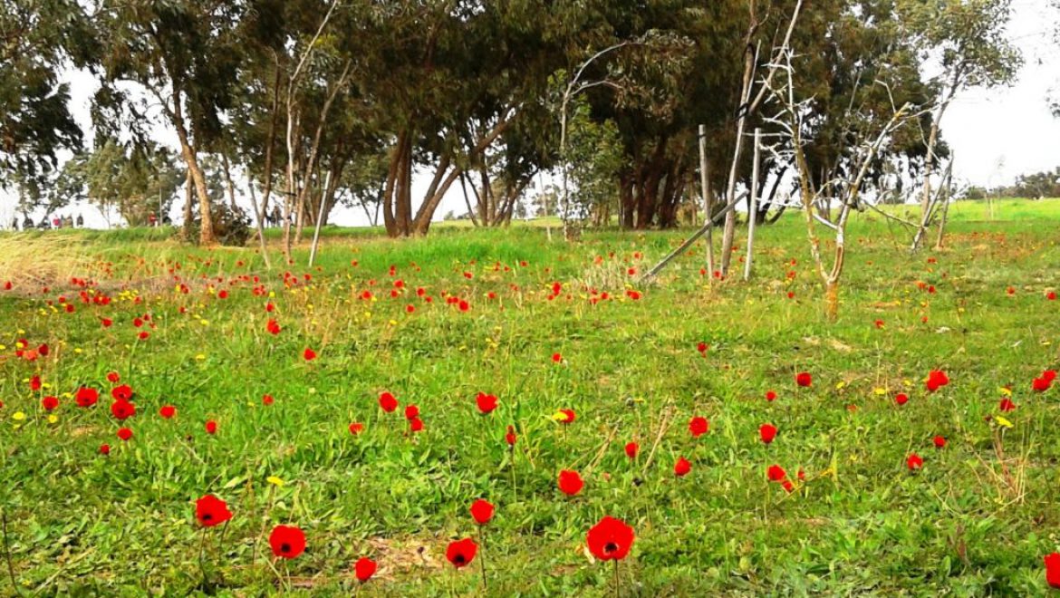 הדרום שוב אדום ופסטיבל "דרום אדום 2019" בסימן צמיחה והתחדשות