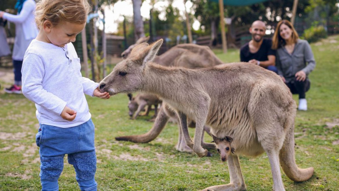 בישראל מתגייסים להצלת בעלי החיים באוסטרליה